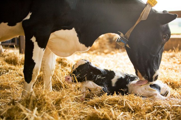 Our Culture Cumberland Dairy